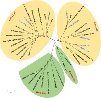 Subunit Vaccines Against Emerging Pathogenic Human Coronaviruses